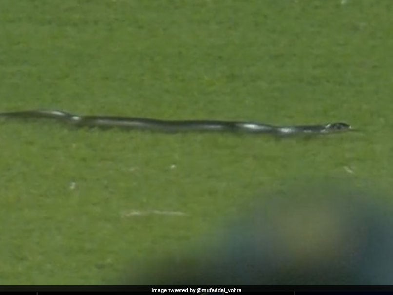 Watch: Snake In Guwahati Stadium Stops Play In 2nd India vs South Africa T20I