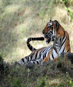 Tiger revival programme: Translocation of big cats to Madhav National Park in Madhya Pradesh to begin on March 10
