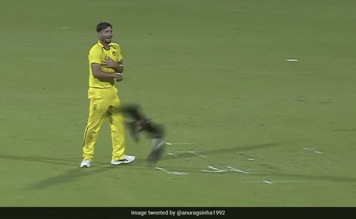 Watch: Strange Scenes At MA Chidambaram Stadium As Kites, Dog Stop India-Australia ODI In Chennai