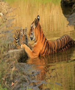 Tiger census 2022 world#39;s most extensive wildlife survey: Report